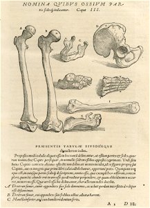 Houghton Typ 565.43.868 - De humani corporis fabrica, caput III