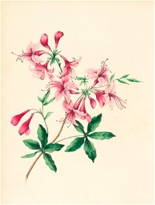 Houghton EDR 467 - Wild Flowers Drawn, wild honeysuckle