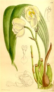Houlletia sanderi - Curtis' 136 (Ser. 4 no. 6) pl. 8346 (1910)