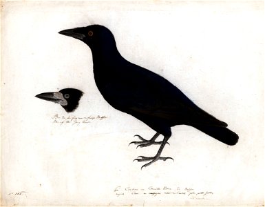 Houghton MS Am 21 (72) - John James Audubon, English crow