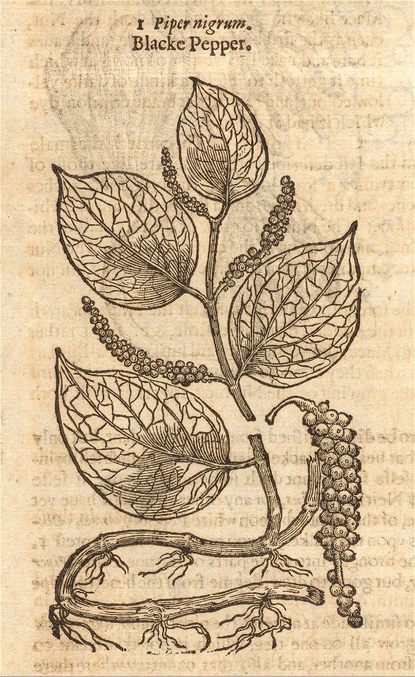 Houghton STC 11751 The herball, or, General historie of plantes, 1633 - blacke pepper
