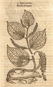 Houghton STC 11751 The herball, or, General historie of plantes, 1633 - blacke pepper