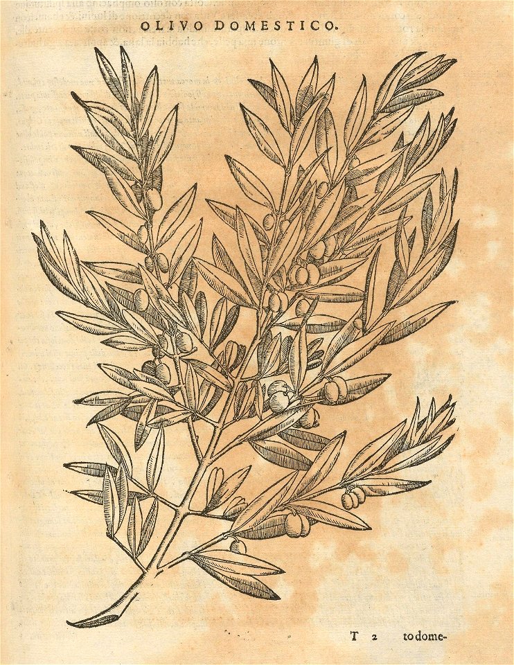 Houghton Typ 525.85.562 - Pietro Andrea Mattioli, olivo domestico