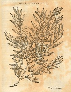 Houghton Typ 525.85.562 - Pietro Andrea Mattioli, olivo domestico