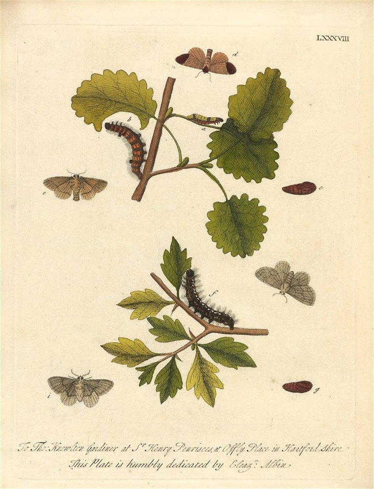 Houghton Typ 705.20.132 (A) - Natural history of English insects, LXXXVIII