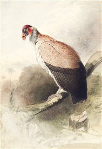 Houghton MS Typ 55.21 - Edward Lear, condor