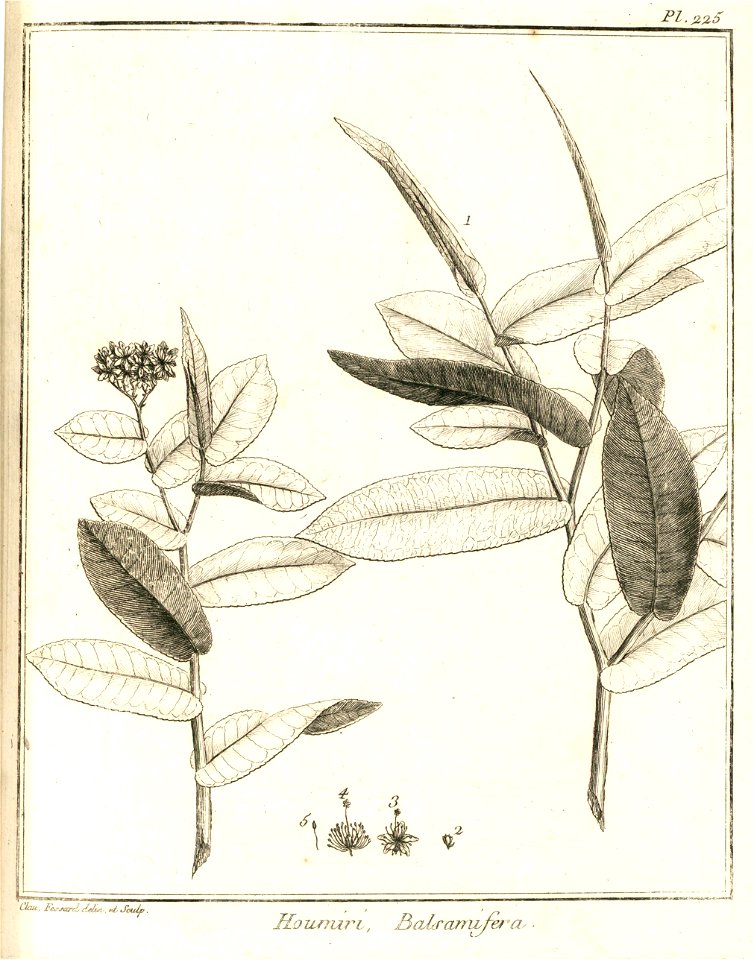 Houmiri balsamifera Aublet 1775 pl 225 2