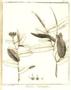 Houmiri balsamifera Aublet 1775 pl 225 2