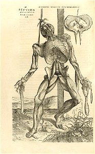 Houghton Typ 565.43.868 - De humani corporis fabrica, 190