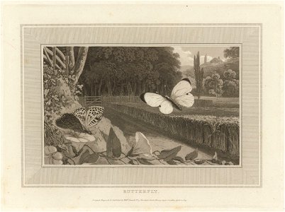 Houghton Typ 805.09.3161 - Interesting selections from animated nature, butterfly