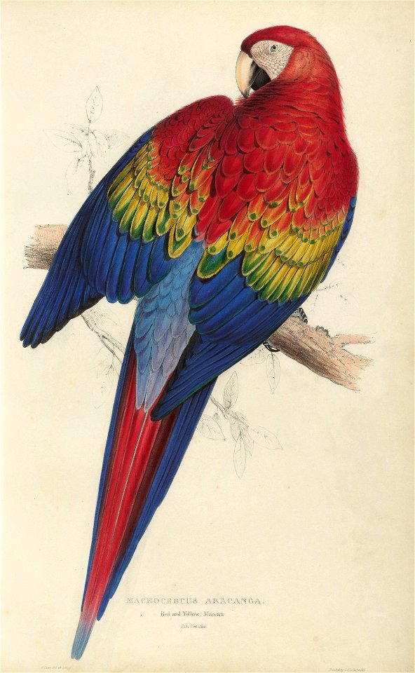 Houghton Typ 805L.32 (A) - Illustrations of the family of Psittacidœ, or parrots, plate 7