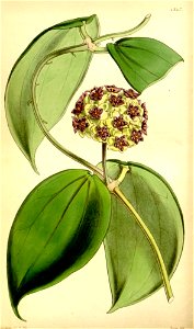 Hoya cinnamomifolia
