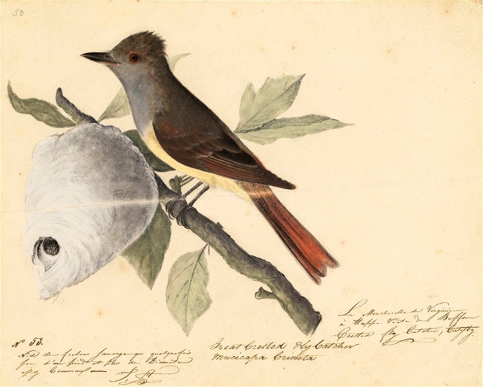 Houghton MS Am 21 (23) - John James Audubon