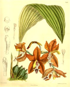 Houlletia tigrina (as Houlletia landsbergii) - Curtis' 120 (Ser. 3 no. 50) pl. 7362 (1894)