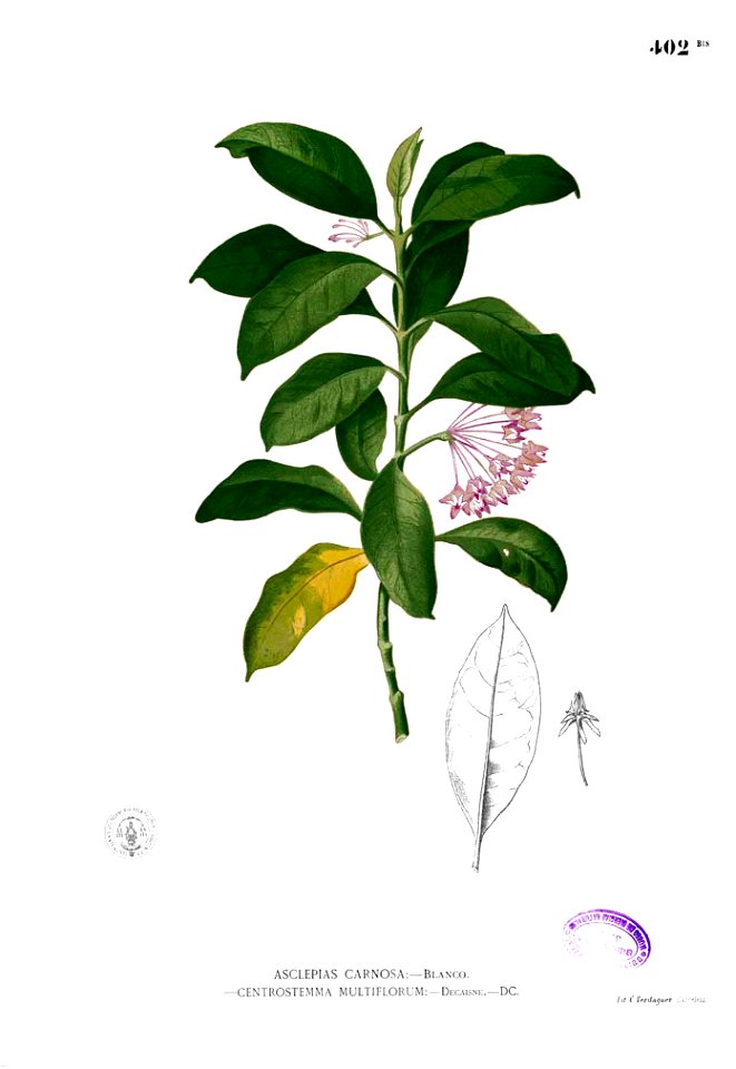 Hoya carnosa Blanco2.402b