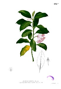 Hoya carnosa Blanco2.402b