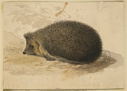 Houghton MS Typ 55.12 - Edward Lear, hedgehog