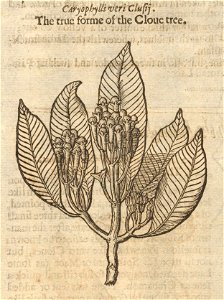 Houghton STC 11751 The herball, or, General historie of plantes, 1633 - clove
