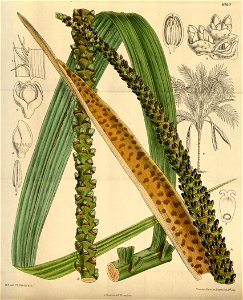 Howea belmoreana 144-8760