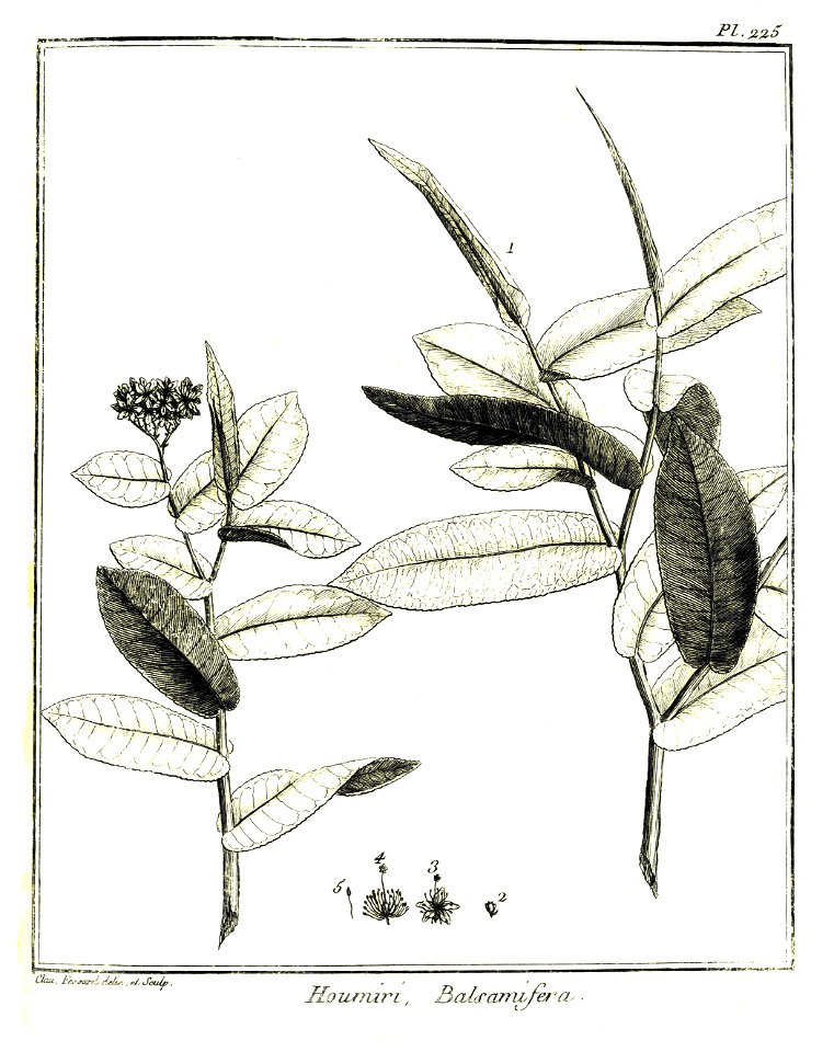 Houmiri balsamifera Aublet 1775 pl 225