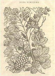 Houghton Typ 525.85.562 - Pietro Andrea Mattioli, vite vinifera