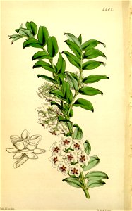 Hoya bella Bot. Mag. 74.t. 4402. 1848