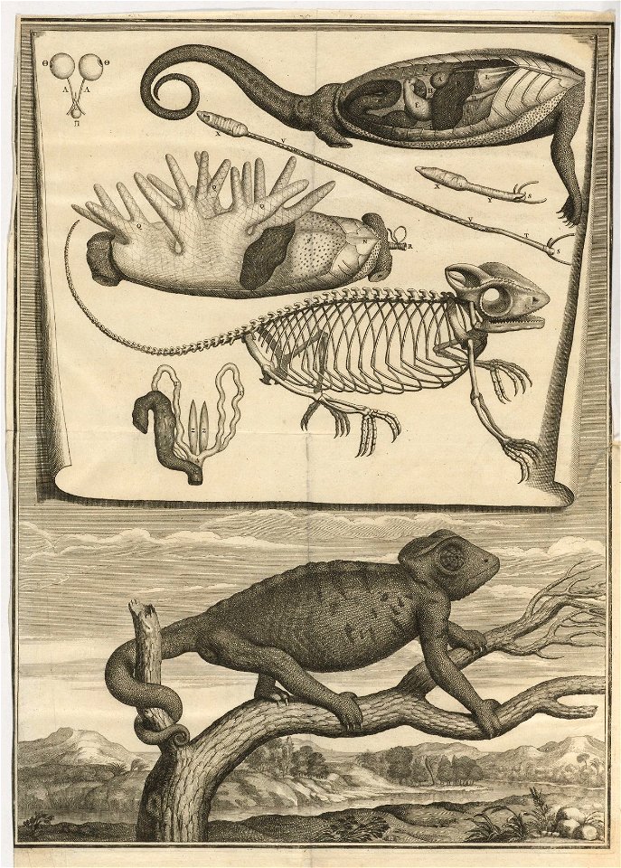 Houghton Typ 615.69.426 - Claude Perrault, Description anatomique d'un cameleon