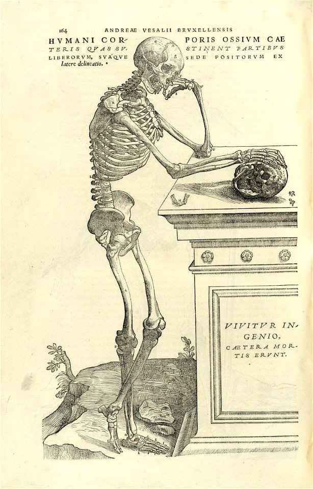 Houghton Typ 565.43.868 - De humani corporis fabrica, 164