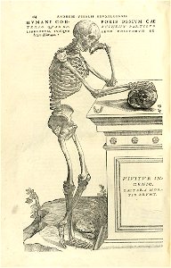 Houghton Typ 565.43.868 - De humani corporis fabrica, 164