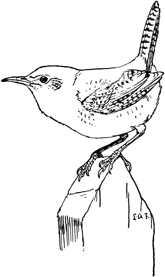 House Wren-MBS 21