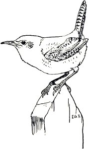 House Wren-MBS 21