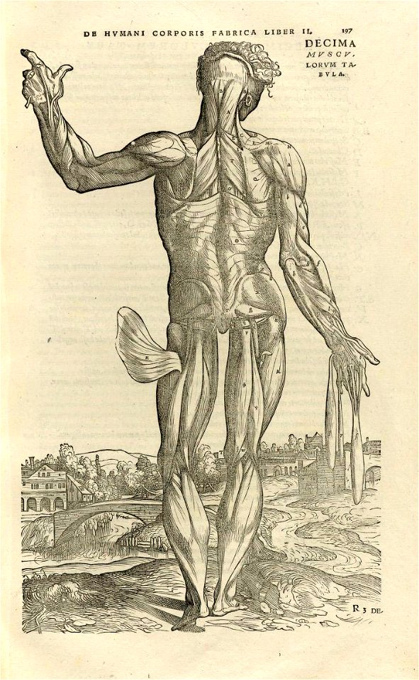 Houghton Typ 565.43.868 - De humani corporis fabrica, 197