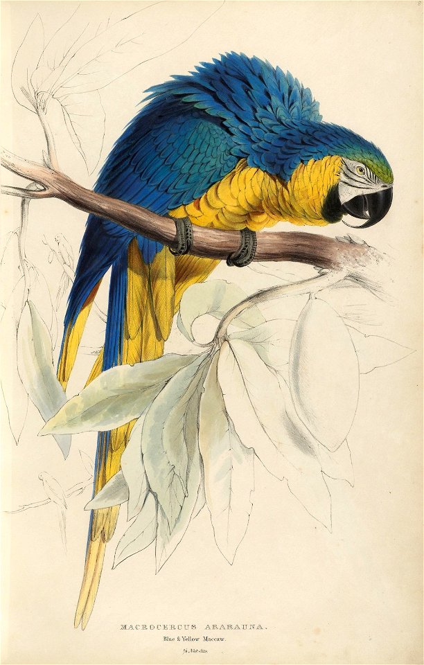 Houghton Typ 805L.32 (A) - Illustrations of the family of Psittacidœ, or parrots, plate 8