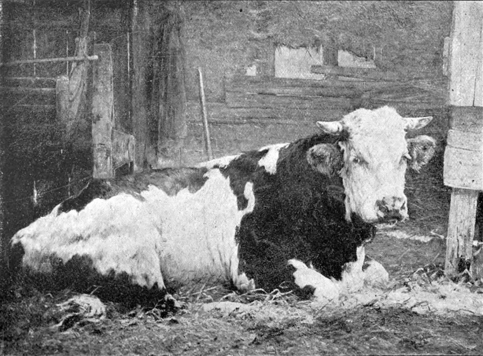 Howe Norman Bull p.50