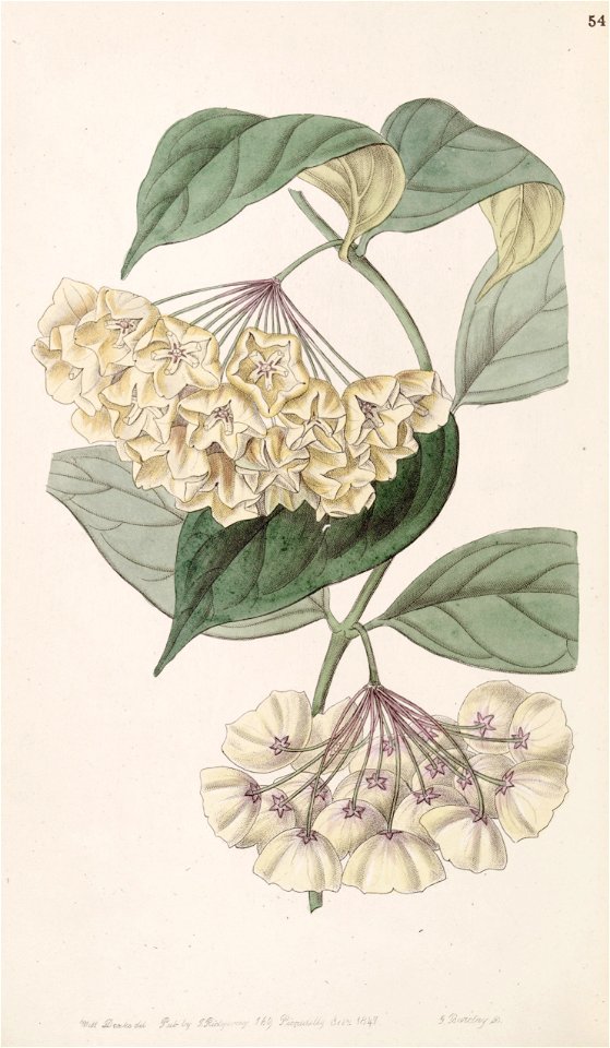 Hoya campanulata Bot. Reg. 33.54