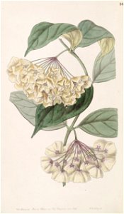 Hoya campanulata Bot. Reg. 33.54