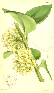Hoya coronaria curtis botanical magazine vol83 1857 pl4969
