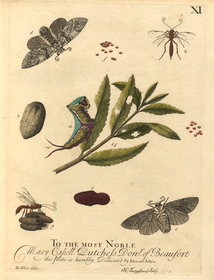 Houghton Typ 705.20.132 (A) - Natural history of English insects, XI