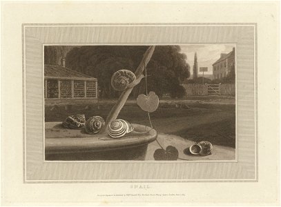 Houghton Typ 805.09.3161 - Interesting selections from animated nature, snail