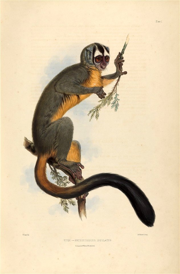 Houghton Typ 805L.46 (A) - Edward Lear, Vitoe Nyctipithecus Infulatus
