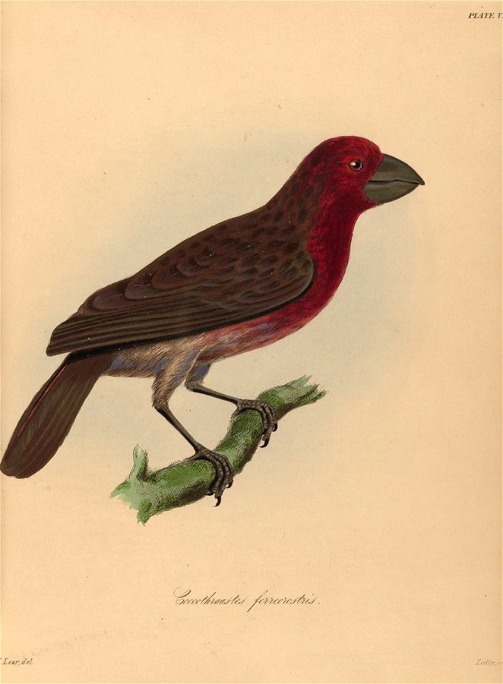 Houghton Typ Typ 805L.39 - Coccothraustes ferreorostris
