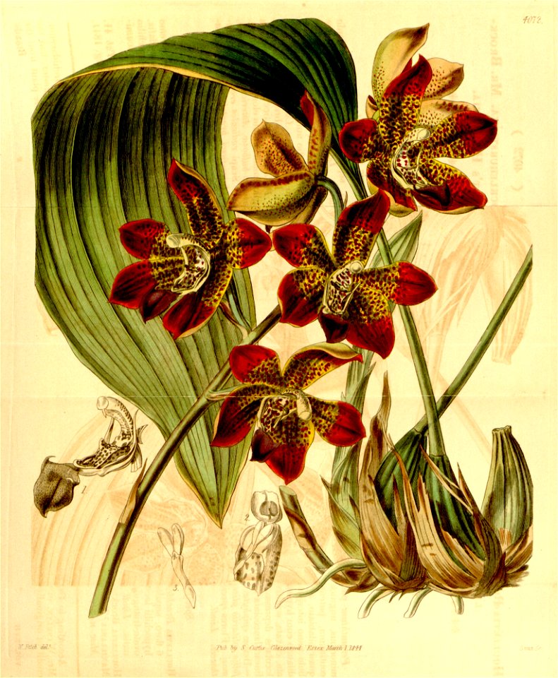Houlletia brocklehurstiana-Curtis 70-4072 (1844)