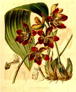 Houlletia brocklehurstiana-Curtis 70-4072 (1844)