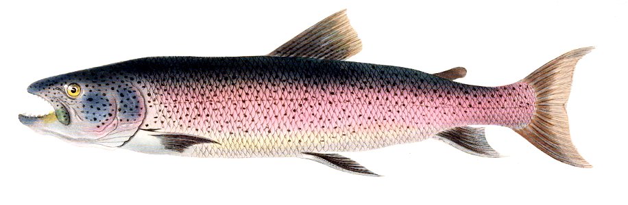Hucho perryi Brevoort
