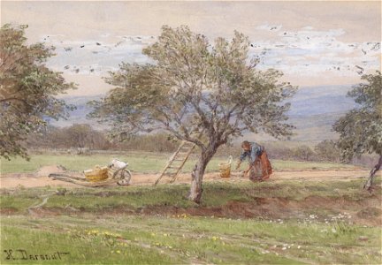 Hugo Darnaut Zwetschkenernte in Pawlavitz