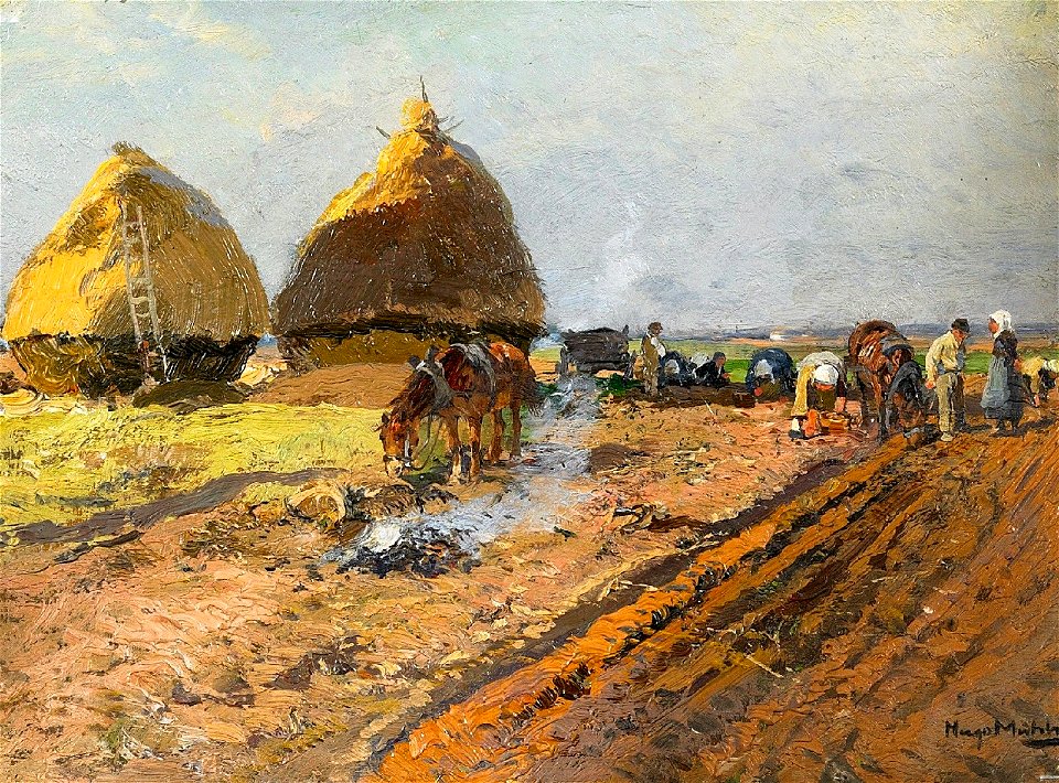 Hugo Mühlig Kartoffelernte