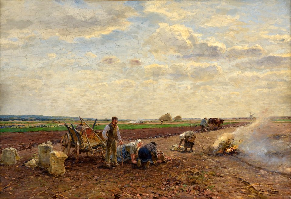 Hugo Mühlig Kartoffelernte am Niederrhein