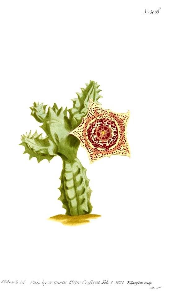 Huernia guttata. Free illustration for personal and commercial use.