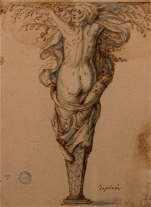 Hugues Sambin - Daphné changée en laurier (Plume et encre brume, lavis brun et aquarelle bleue sur papier, 1595)