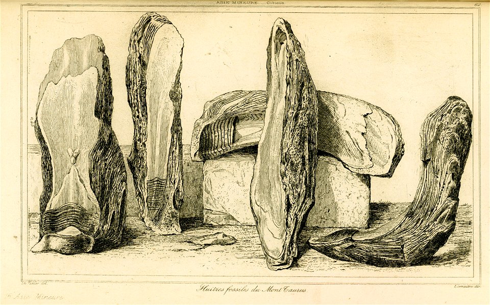 Huitres fossiles du mont Taurus - Texier Charles Félix Marie - 1882